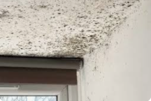 Ceiling Mold Repair Singapore: Why It Happens & How to Fix It Fast!